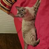 Foto de gato encontrado en Sion