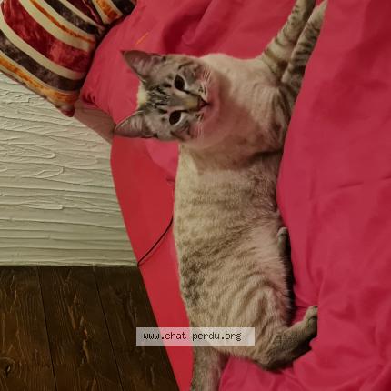 Foto 1/1 Gato encontrado Encontrado en Sion