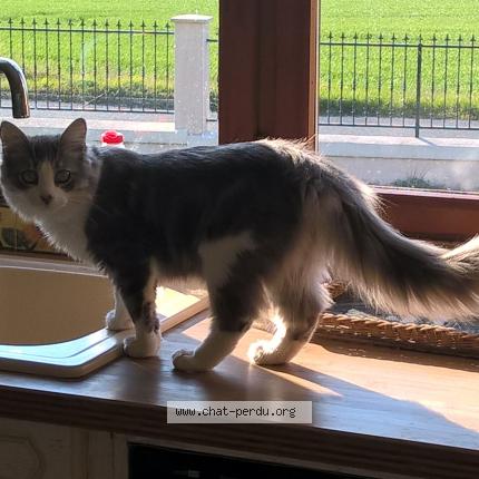 Foto 1/1 Monty Chat perdido en Plouneour menez