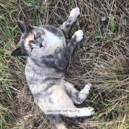 Foto 1/1 INÈS Chat perdido en Saint congard