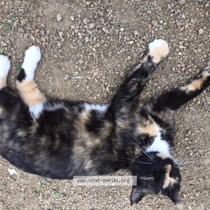 Foto 1/1 Gato encontrado Perdido en Saint congard