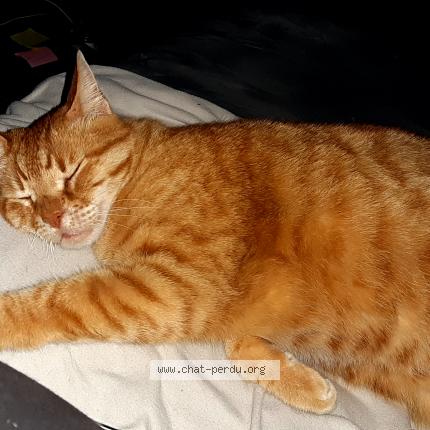 Foto 1/1 Ptiminou Chat perdido en La gaude