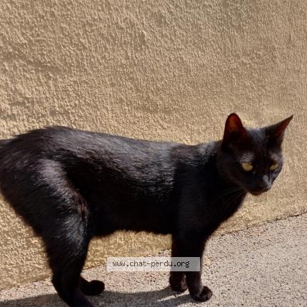 Foto 1/1 Gato encontrado Perdido en Aix en provence