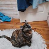 Foto del gato perdido en Coudes