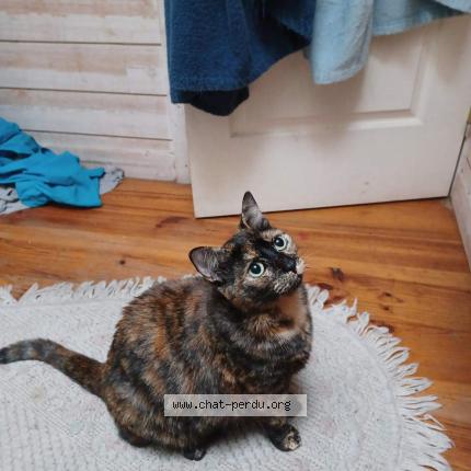 Foto 1/1 Lena Chat perdido en Coudes