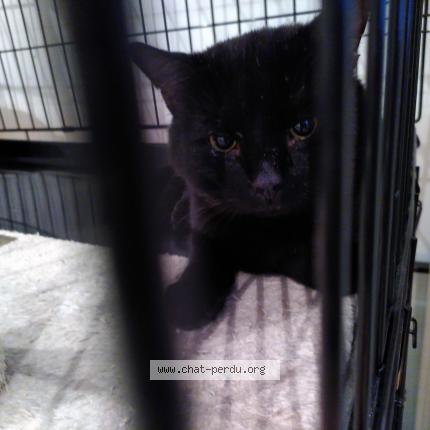 Foto 1/1 Gato encontrado Encontrado en Bruxelles