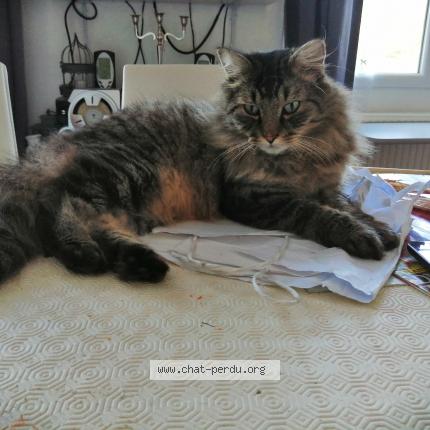 Foto 1/2 Gato encontrado Encontrado en Vergies