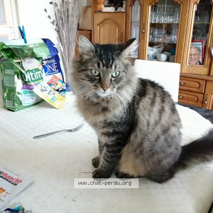 Foto 2/2 Gato encontrado Encontrado en Vergies