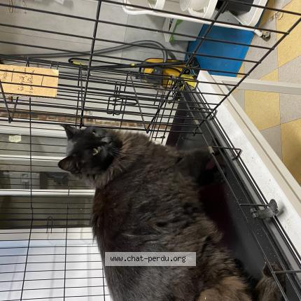 Foto 1/1 Gato encontrado Encontrado en Orleans