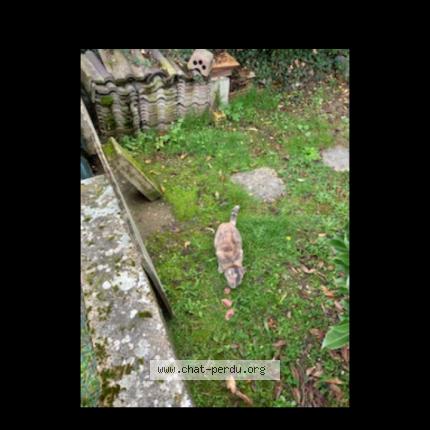 Foto 1/1 Gato encontrado Encontrado en Garancieres