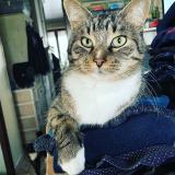 Foto del gato perdido en Maubeuge