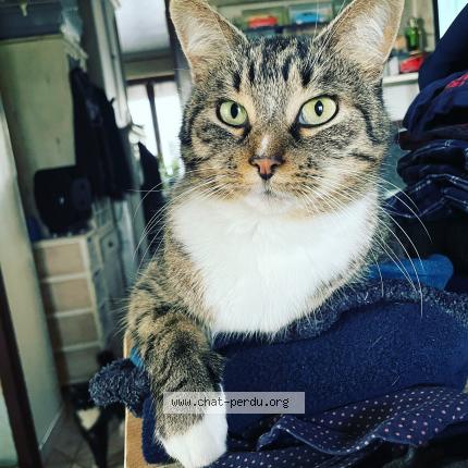 Foto 1/1 Taiga Chat perdido en Maubeuge
