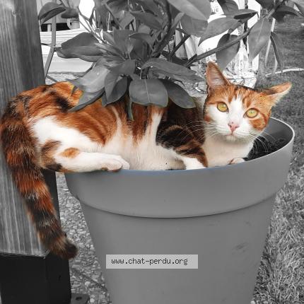 Foto 1/1 Rosabelle Chat perdido en Le pian medoc