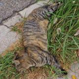 Foto de gato encontrado en Marseille