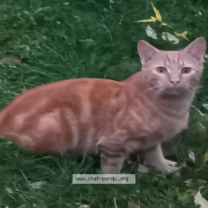 Foto 1/1 Flanflan Chat perdido en Issoire
