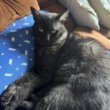 Foto del gato perdido en Warmeriville