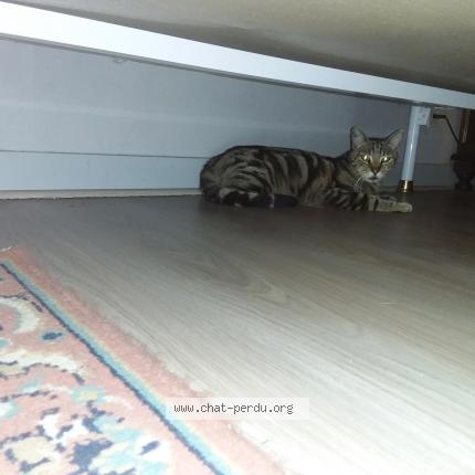 Foto 1/1 QUIQUI Chat perdido en Martizay