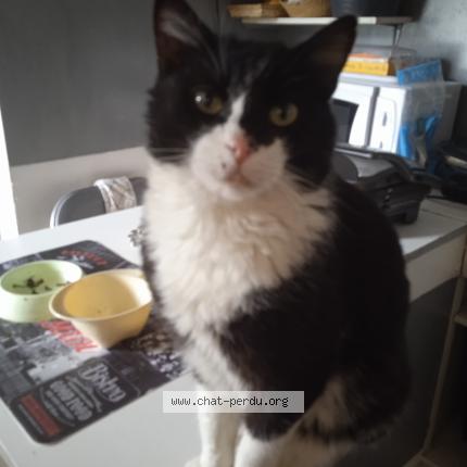 Foto 1/1 Chabi Chat perdido en La colle sur loup