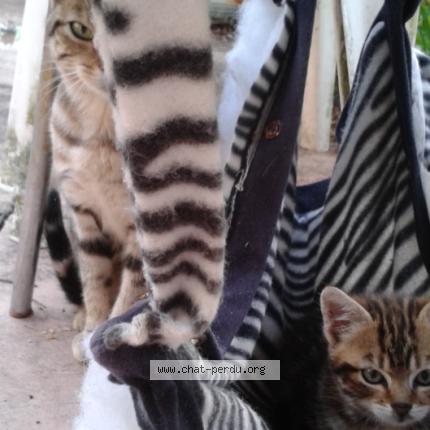 Foto 1/1 Gato encontrado Perdido en Gien