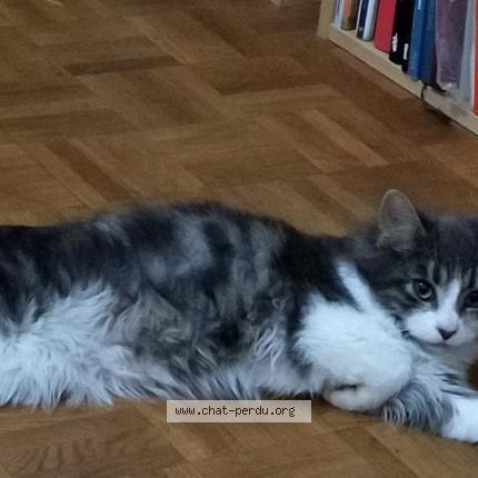 Foto 1/1 Titine Chat perdido en La roche sur yon