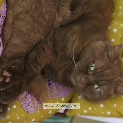 Foto 3/3 Ernest Chat perdido en Cugnaux