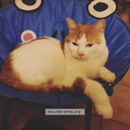 Foto 1/1 Owen Chat perdido en Mormoiron