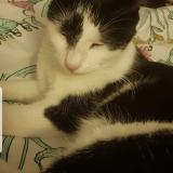 Foto del gato perdido en Besancon