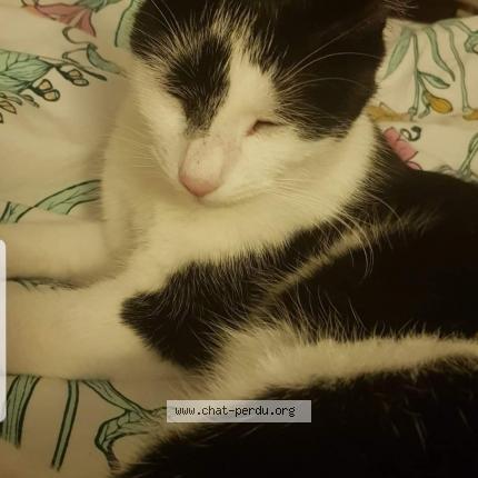 Foto 1/1 BAGHERA Chat perdido en Besancon