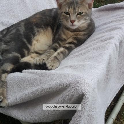 Foto 1/4 Poppy Chat perdido en Douchy les mines