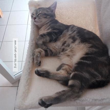 Foto 2/4 Poppy Chat perdido en Douchy les mines