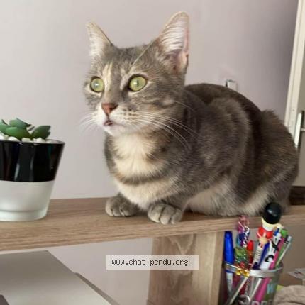 Foto 4/4 Poppy Chat perdido en Douchy les mines