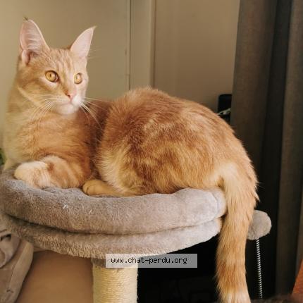 Foto 1/1 Creamy Chat perdido en Colombes