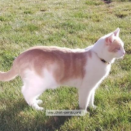 Foto 1/4 Han Aka Chat perdido en Issoire