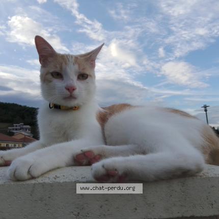 Foto 2/4 Han Aka Chat perdido en Issoire