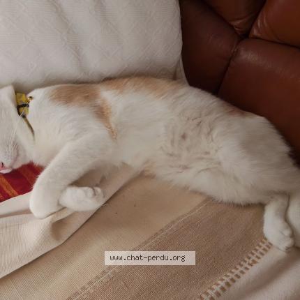 Foto 3/4 Han Aka Chat perdido en Issoire