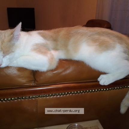 Foto 4/4 Han Aka Chat perdido en Issoire