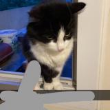 Foto del gato perdido en Le Bourget