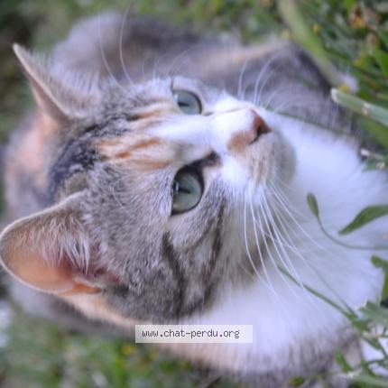 Foto 1/1 TOKYO Chat perdido en Frans