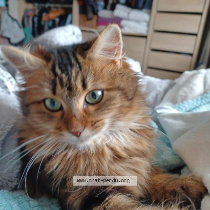 Foto 1/1 Gato encontrado Perdido en La creche