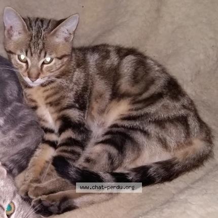 Foto 1/1 kiki Chat perdido en Bining