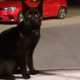 Foto de gato encontrado en Bayonne