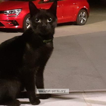 Foto 1/1 Gato encontrado Encontrado en Bayonne