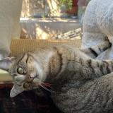 Foto de gato encontrado en Cherbourg