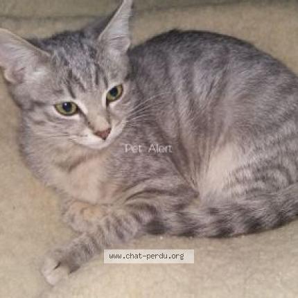 Foto 1/1 Microbe Chat perdido en Bining