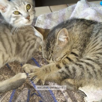 Foto 1/1 Tonton Chat perdido en Bining