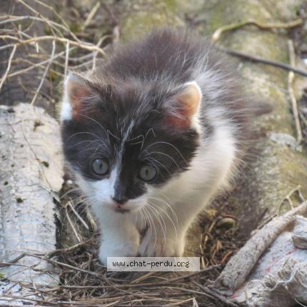 Foto 1/1 La'ptite Chat perdido en Bining