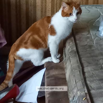 Foto 1/1 Gato encontrado Perdido en Caen