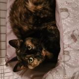 Foto de gato encontrado en Breuil En Vexin