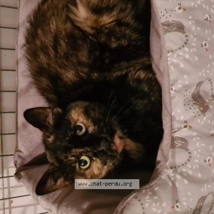 Foto 1/1 Gato encontrado Encontrado en Breuil en vexin