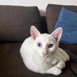 Foto del gato perdido en Gagny